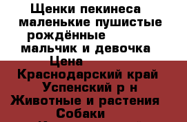 Щенки пекинеса , маленькие пушистые рождённые 21.07.18  мальчик и девочка › Цена ­ 1 000 - Краснодарский край, Успенский р-н Животные и растения » Собаки   . Краснодарский край